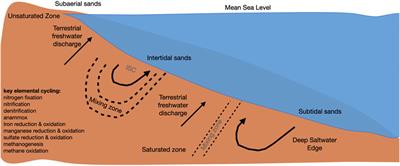 The Beach Aquifer Microbiome: Research Gaps and Data Needs